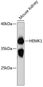 HEMK1 antibody