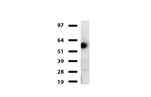 Hemogen (HEMGN) antibody
