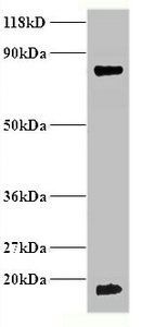Hemoglobin Antibody