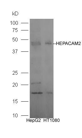 HEPACAM2 Rabbit Polyclonal Antibody