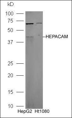 HEPACAM antibody