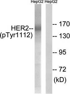 HER2 (phospho-Tyr1112) antibody