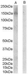 Goat anti-ERBB3 / HER3 Antibody
