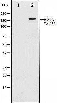 HER4 (phospho-Tyr1284) antibody