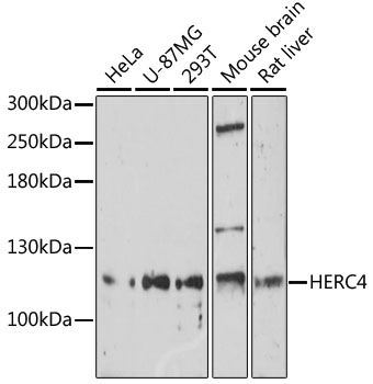 HERC4 antibody