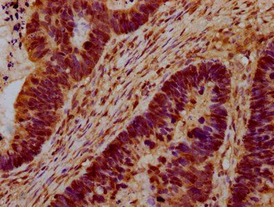 HERC5 Antibody