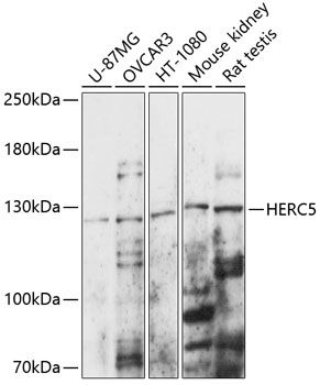 HERC5 antibody