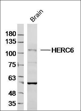 HERC6 antibody