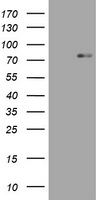 HERPUD1 Antibody
