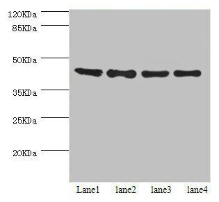 HERPUD1 Antibody