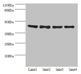 HERPUD1 antibody