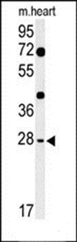 HES7 antibody