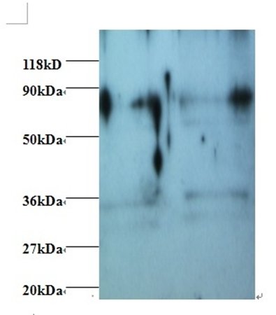 HNRNPH1 Antibody, Biotin conjugated