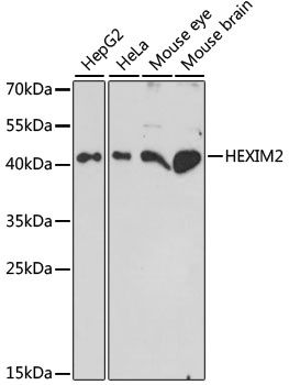HEXIM2 antibody