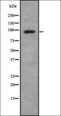 Hexokinase-3 antibody