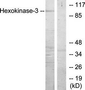 Hexokinase-3 antibody