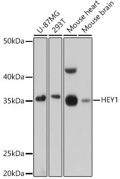 HEY1 antibody