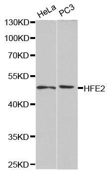 HFE2 antibody