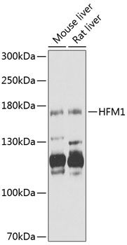HFM1 antibody