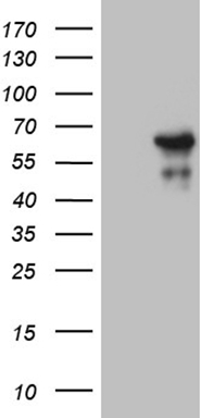 HGF antibody