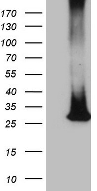 HGF Antibody