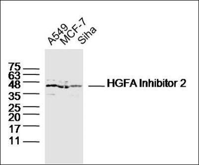 HGFA Inhibitor 2 antibody