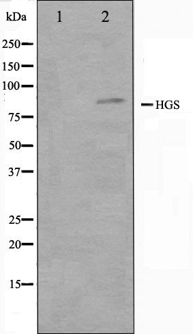 HGS antibody