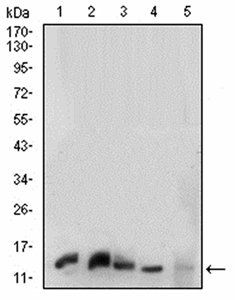 HH3 Antibody