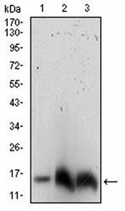 HH3 Antibody