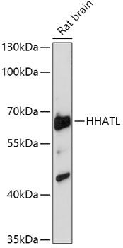 HHATL antibody