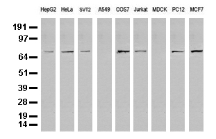 HHLA3 antibody