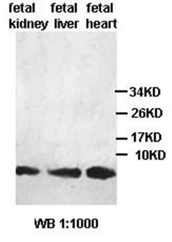 HHLA3 antibody