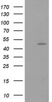 HIBCH antibody