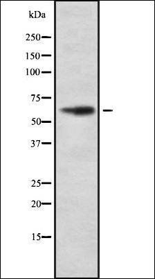 HIC-2 antibody
