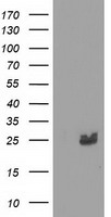 HID1 Antibody