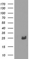 HID1 antibody