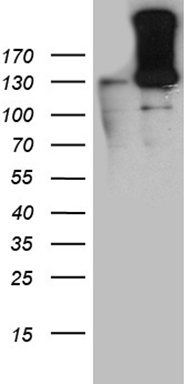 HIF-1 alpha (HIF1A) antibody