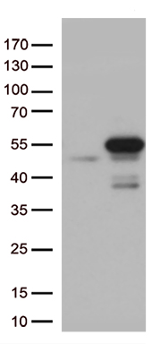 HIF-1 alpha (HIF1A) antibody