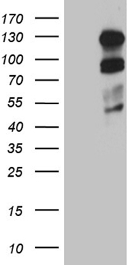 HIF 2 alpha (EPAS1) antibody