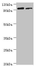 HIF1 alpha antibody