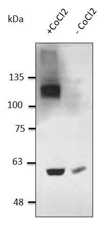 HIF1 alpha antibody