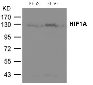 HIF1A Antibody