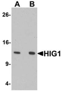 HIG1 Antibody
