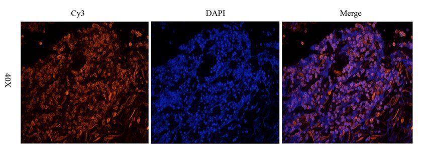 HIG2 antibody