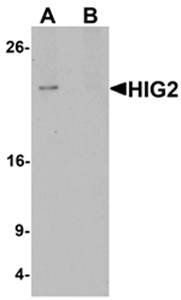 HIG2 Antibody