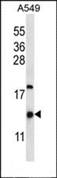 HIGD2A antibody