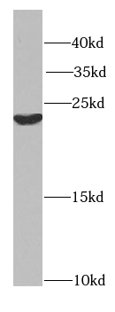 Hikeshi antibody