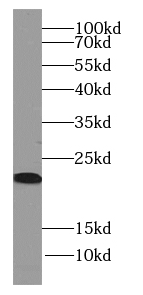 Hikeshi antibody