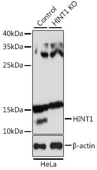 HINT1 antibody
