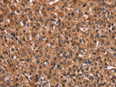 HINT1 Antibody